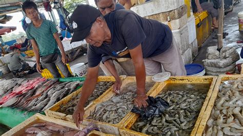 Hematnya Belanja Ikan Laut di Muara Angke: Cek Harga Terbaru Sekarang!